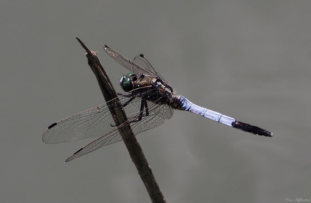 Orthetrum albistylum, O. coerulescens e O. brunneum